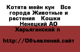 Котята мейн кун - Все города Животные и растения » Кошки   . Ненецкий АО,Харьягинский п.